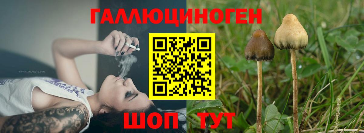 Псилоцибиновые грибы MAGIC MUSHROOMS  Вход с VPN  Улан-Удэ 